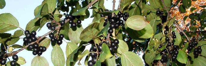 common buckthorn fruit and leaves