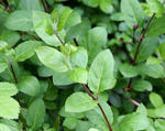 Japanese honeysuckle typical leaves and stems