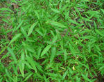 Japanese Stilt-grass patch © Chuck Bargeron, University of Georgia, bugwood.org