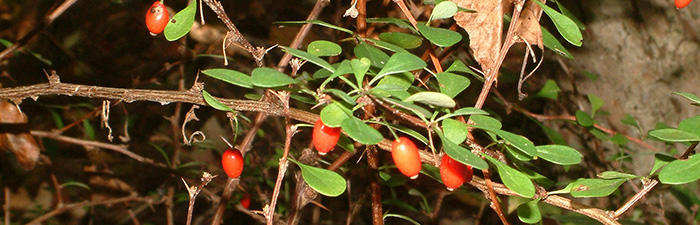 Japanese barberry fruit and leaves