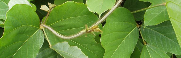 kudzu foliage © Leslie J Mehrhoff, University of Connecticut, Bugwood.org