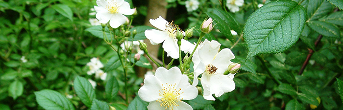Multiflora rose leaves and flowers