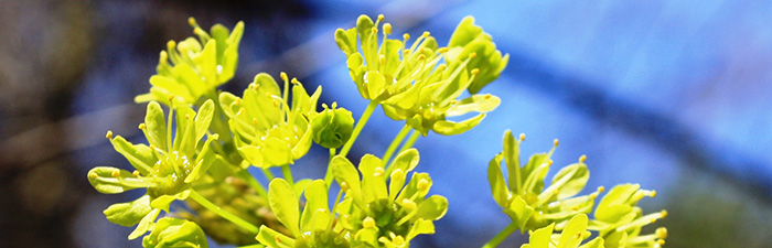 Norway maple flowers