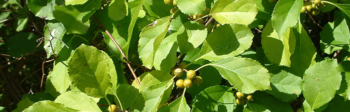 Oriental bittersweet leaves and unripe fruit