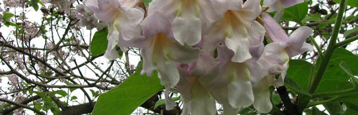Princess-tree flowers © Leslie J. Mehrhoff, University of Connecticut, Bugwood.org