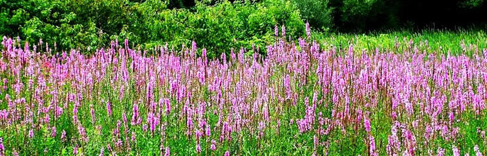 Purple Loosestrife invading marsh