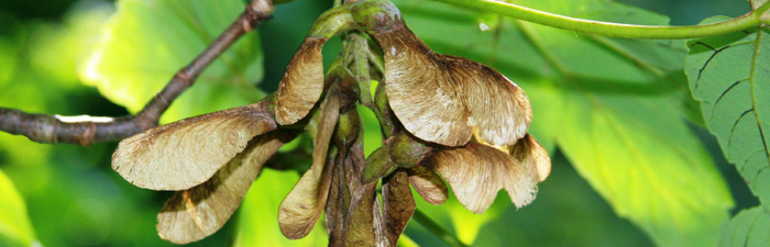 Sycamore maple seeds