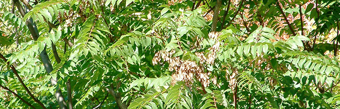Tree of Heaven foliage and seeds