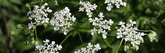 wild chervil infloresence