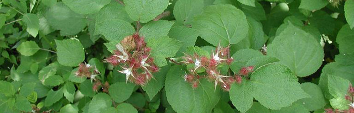 Wineberry leaves and flowers © Leslie J. Mehrhoff, University of Connecticut, Bugwood.org