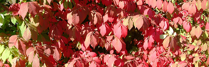 winged euonymous fall foliage