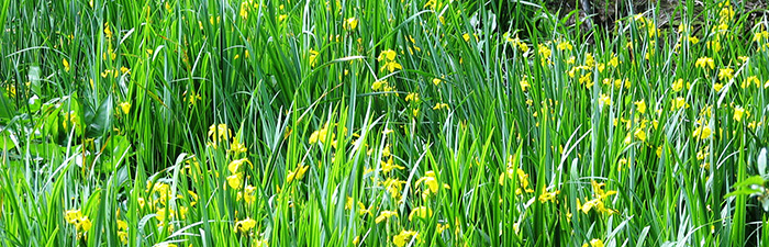 Yellow Iris stand