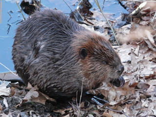 Beaver at Pleasant Valley Wildlife Sanctuary © Rene Laubach, Mass Audubon