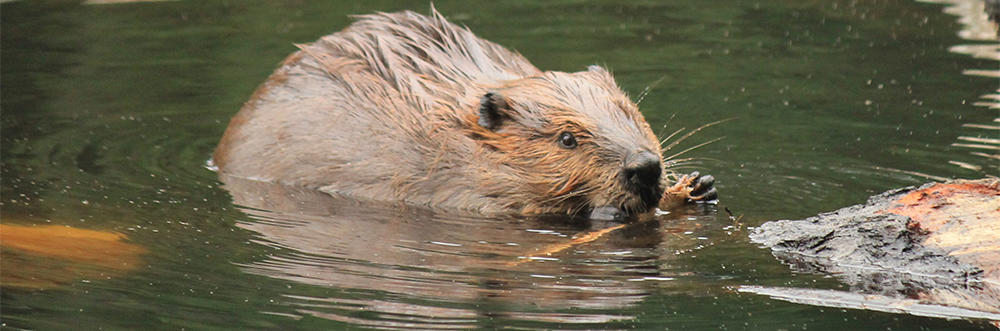 Beaver chewing stick in water © Amy Vaughn