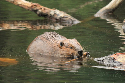 Beaver gnawing stick in a pond © Amy Vaughn