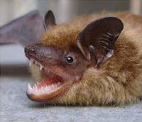 Big brown bat © USFWS