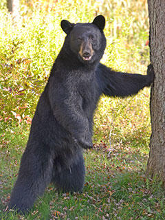 about black bears