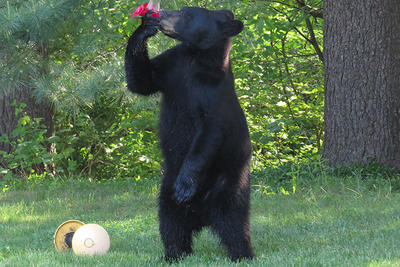 Black Bear drinking from a hummingbird feeder in a yard © Alvin Laasanen