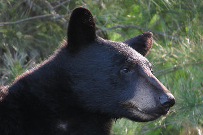 Black Bear face closeup © Alvin Laasanen