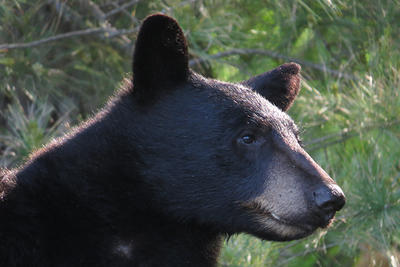 Cara de oso negro de cerca © Alvin Laasanen