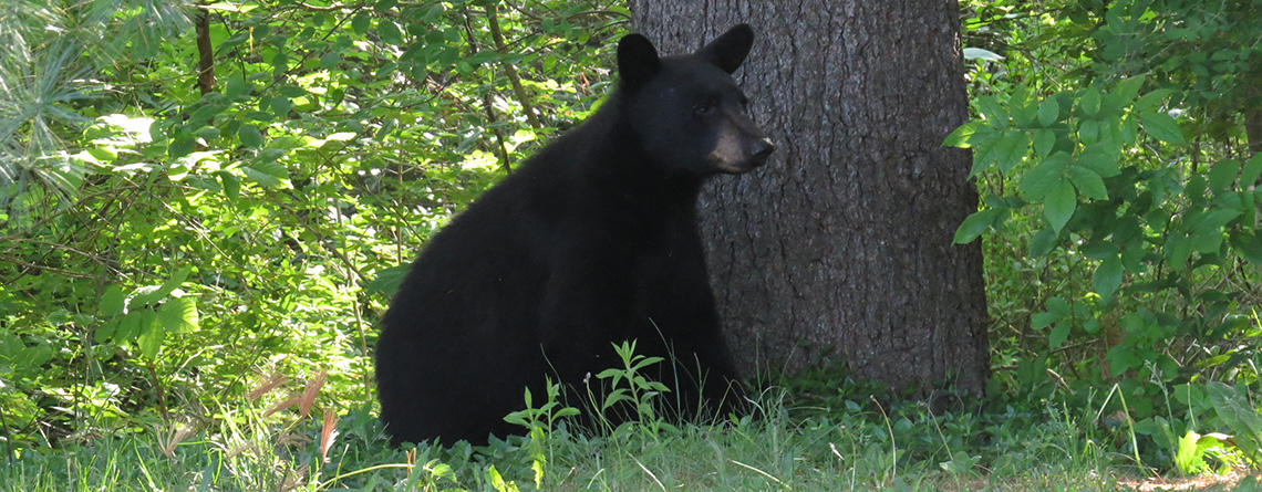 Black Bear in summer © Alvin Laasanen