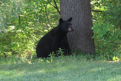 Black Bear in summer © Alvin Laasanen