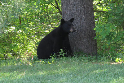 Oso negro en verano © Alvin Laasanen