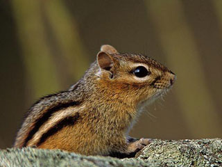 about chipmunks