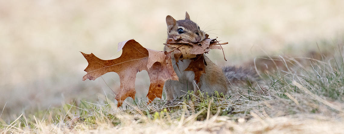 Eastern Chipmunk with a dried leaf in its mouth in autumn © Suzanne Hirschman