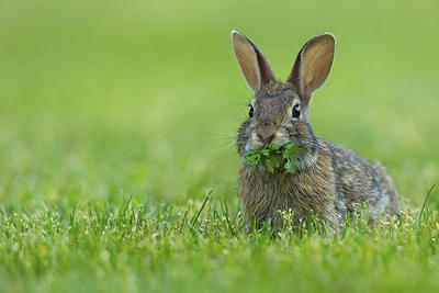 Cottontail rabbit eating leafy greens on a lawn © Raju Murthy