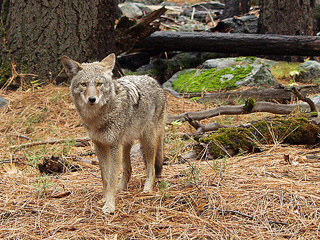 coyote in the forest © Christopher Bruno, wikicommons