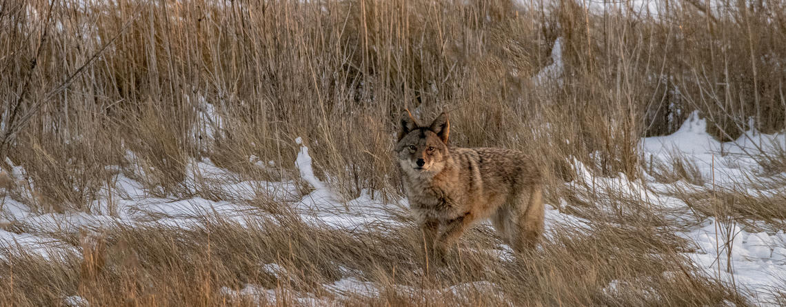 Coyote copyright Karen Walker
