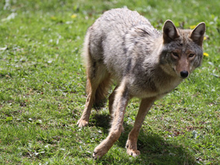 Coyote runnning © Ron Bedney