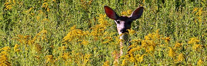 Deer at Broadmoor © David Parish