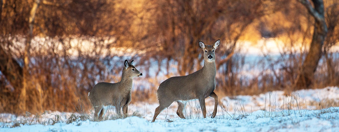 Two Deer in a field copyright John Grant