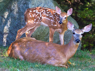 Doe and fawn © Sandy Selensky
