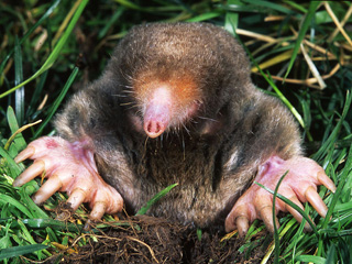 Eastern mole © Kenneth Catania, Vanderbuilt University