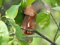 Eastern red bat © NPS