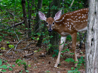 Fawn © Molly Stark