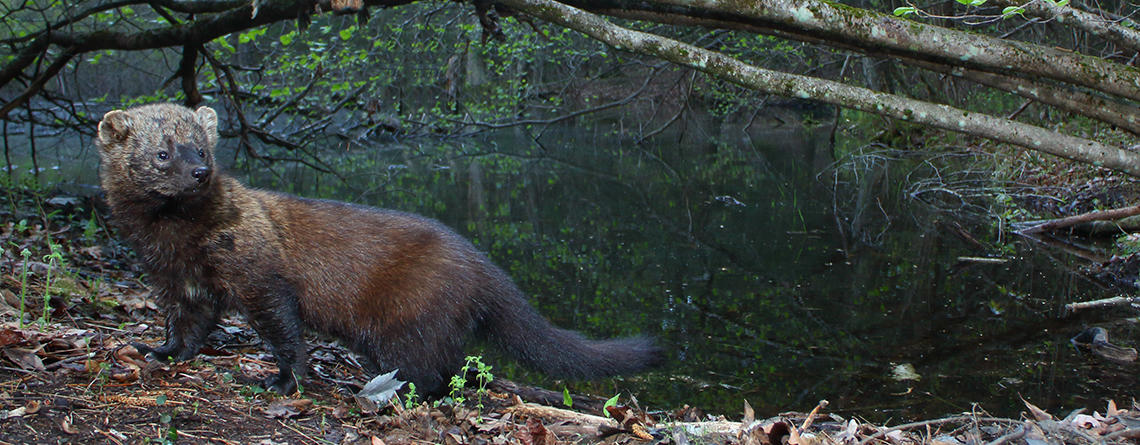 Fisher next to a small pond in a Massachusetts forest © Scott Eggimann