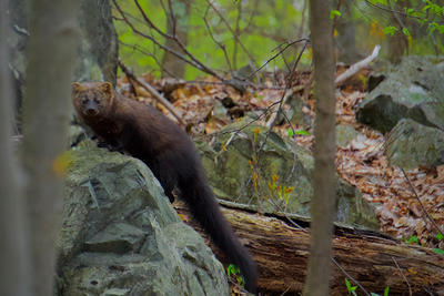 Fisher perched on top of a rock in a dense Massachusetts forest © Adam Grimm