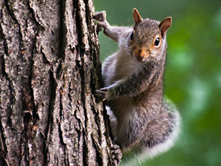 Gray squirrel © Dave Morrin