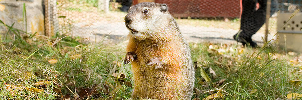 Groundhog at Drumlin Wildlife Care