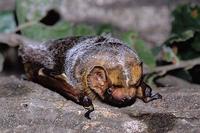 Hoary bat © William Leonard, NPS