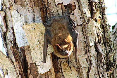 Bat on a tree © David McChesney
