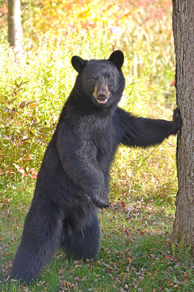 Black Bear standing up next to tree © Karen Karlberg