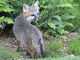 Gray Fox © Stephen Birtz