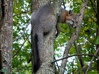 Gray Fox in a tree © Lincoln Clark