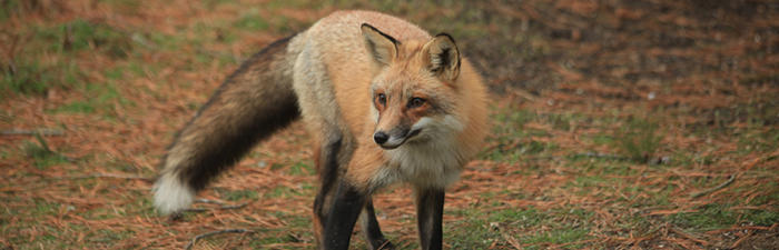 Red Fox © Richard Stowe