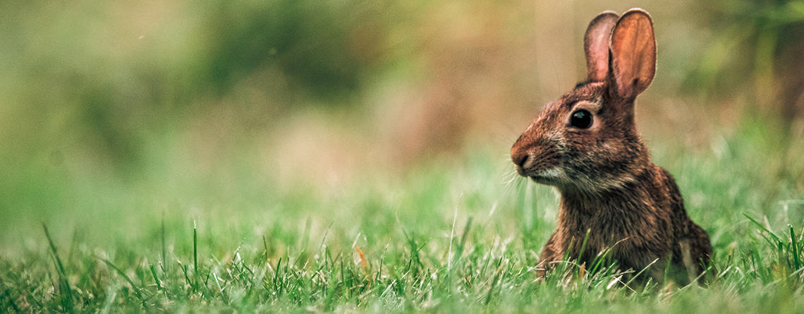 Cottontail Rabbits
